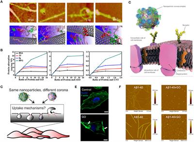 Understanding the Nano–Bio Interactions and the Corresponding Biological Responses